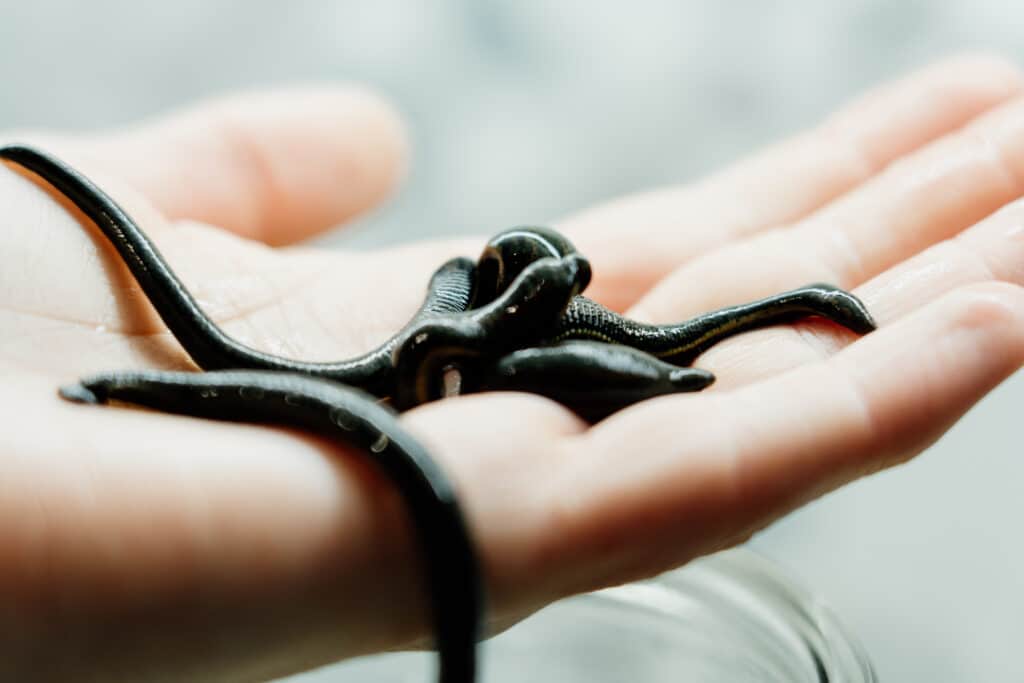 Tévhitek és a valóság: Valóban csak a „vérről” szól? -